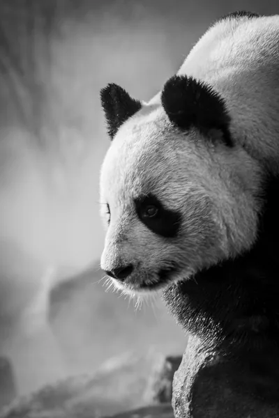 Dark Panda Wallpapers