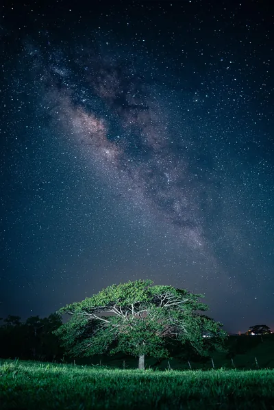 Green Tree Below the Milky Way HD Phone Wallpaper