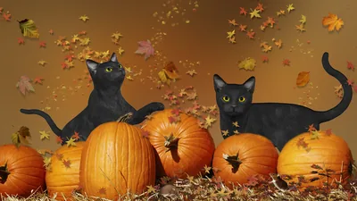 Black Cute Halloween Wallpaper