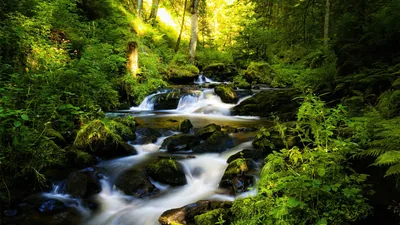 Black Forest Wallpaper 4K, Tropical forest, Waterfall
