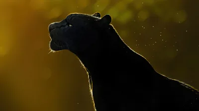 Black Panther Silhouette Against Golden Light HD Wallpaper
