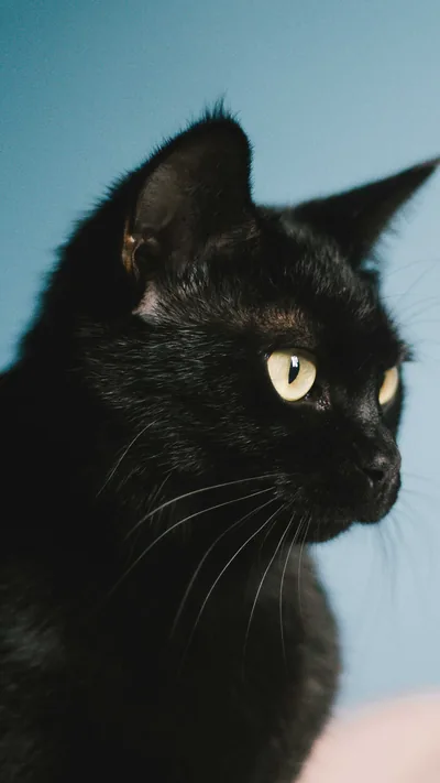 Black Cat Against a Pale Blue Wall HD Phone Wallpaper