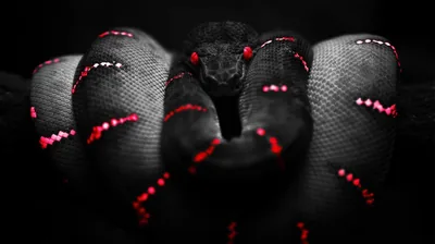Black Snake with Red Markings HD Wallpaper