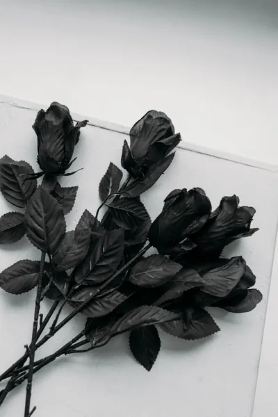 Black Rose Photos, The BEST Free Black Rose Stock Photos & HD Images
