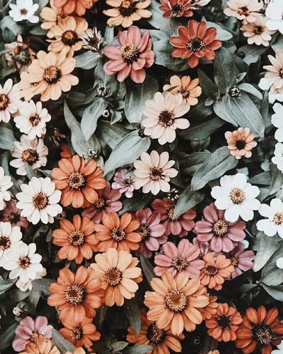 Nice Aesthetic Flower Wallpapers