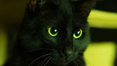 wallpaper, black, looks, eyes, green widescreen hd background