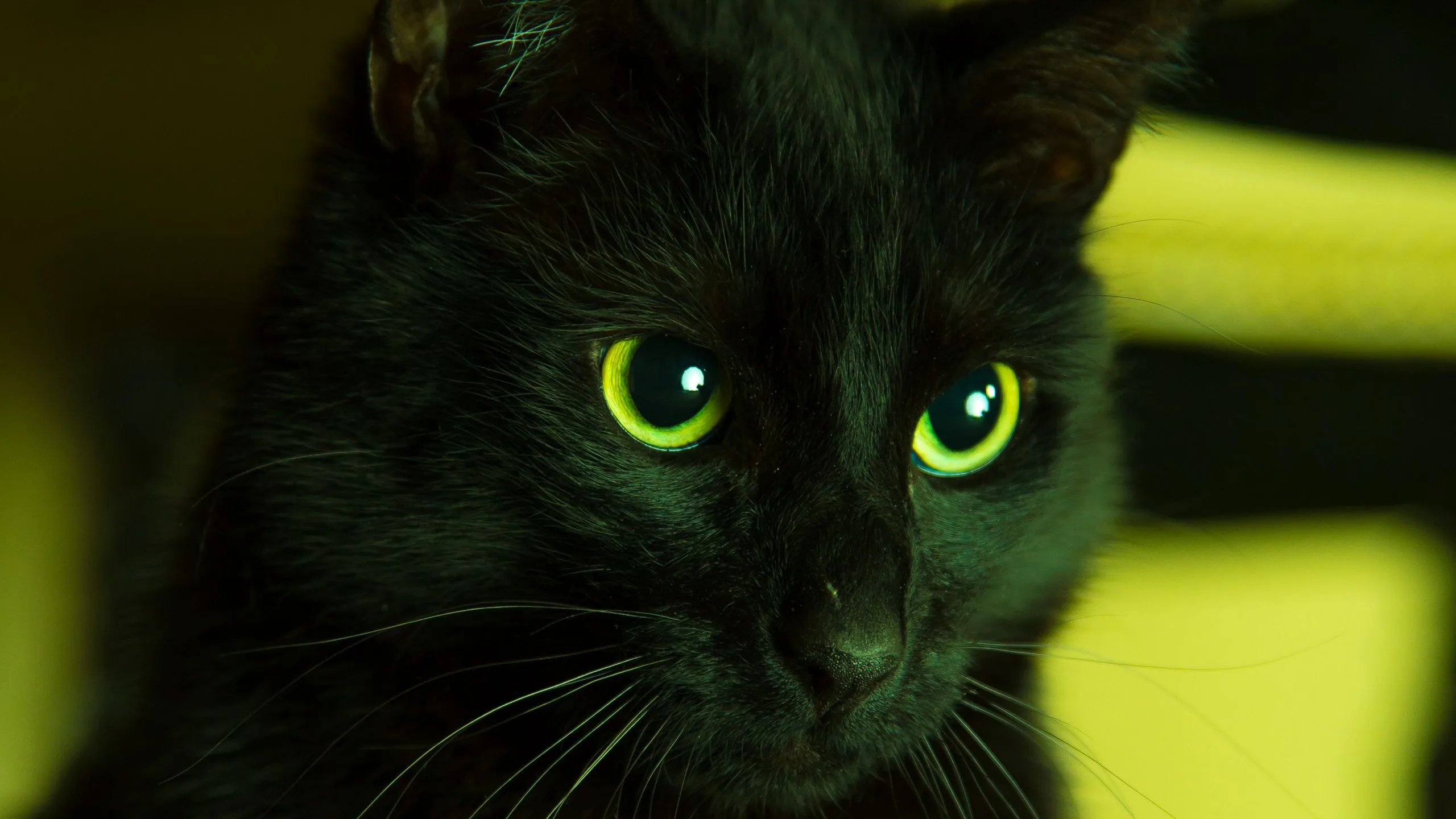 wallpaper, black, looks, eyes, green widescreen hd background