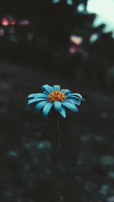 Mobile Wallpaper 4k Photos, The BEST Free Mobile Wallpaper 4k Stock Photos &