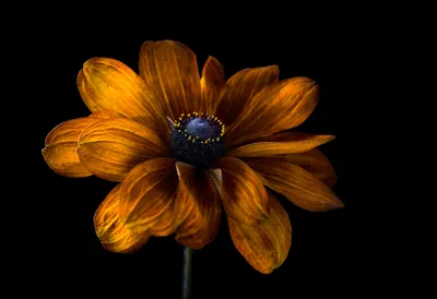 Orange Rudbeckia with Dark Centre HD Wallpaper