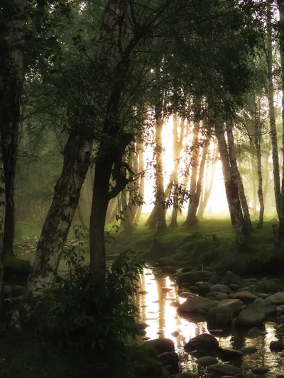 Sunset Behind Birch Trees by a Stream HD Phone Wallpaper