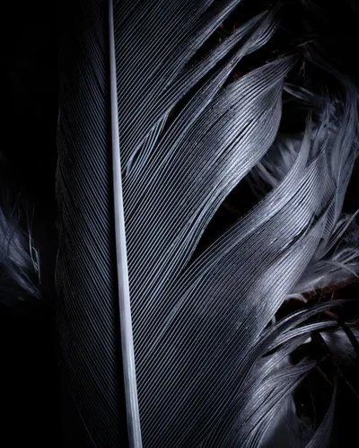 Black Feathers Wallpaper