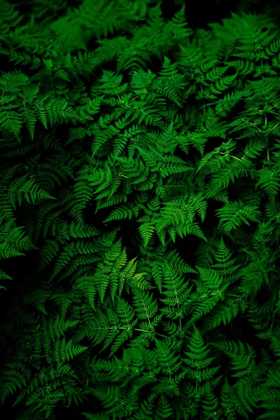 Green Nature Backgrounds