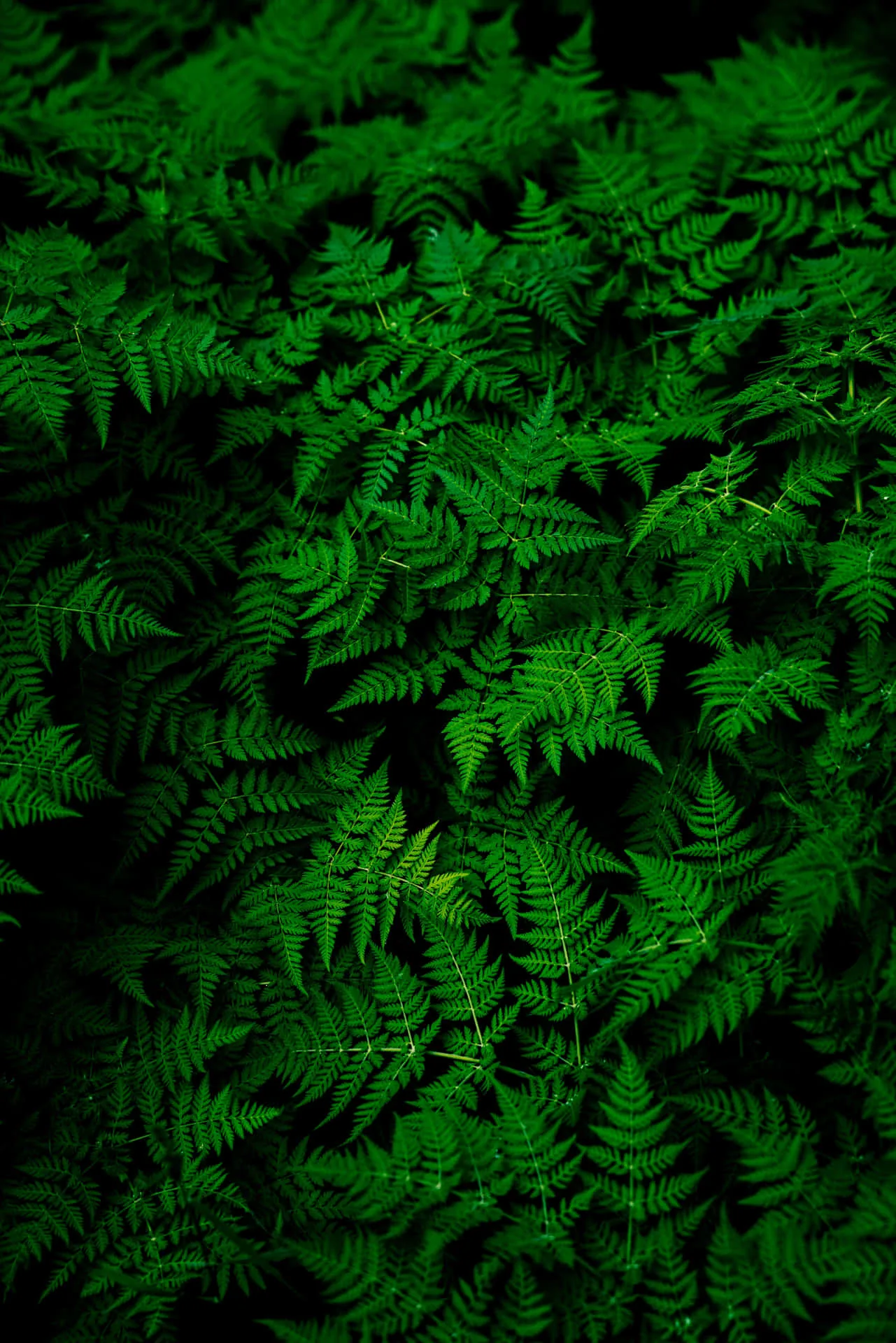 Green Nature Backgrounds