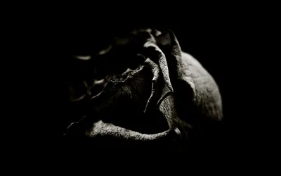 Dried Rose in Low Key Light HD Wallpaper