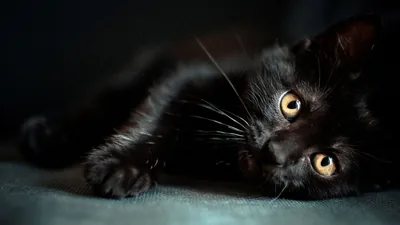 Amber-Eyed Kitten Stretched on Its Side HD Wallpaper