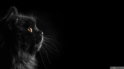 Cat Profile with Empty Black Space HD Wallpaper
