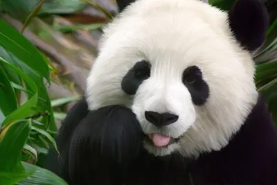 Cute Panda Wallpapers Desktop