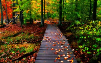 Wooden Walkway Covered in Fallen Leaves HD Wallpaper