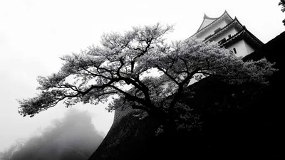 Black Japanese Desktop Wallpapers
