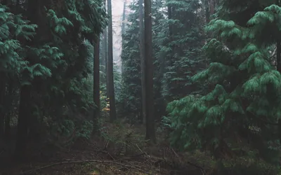 Dense pine boughs frame a gap between tall trunks under flat grey light, the shadowed lower third dark enough to keep desktop icons readable.