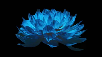 Electric Blue Dahlia on Black HD Wallpaper