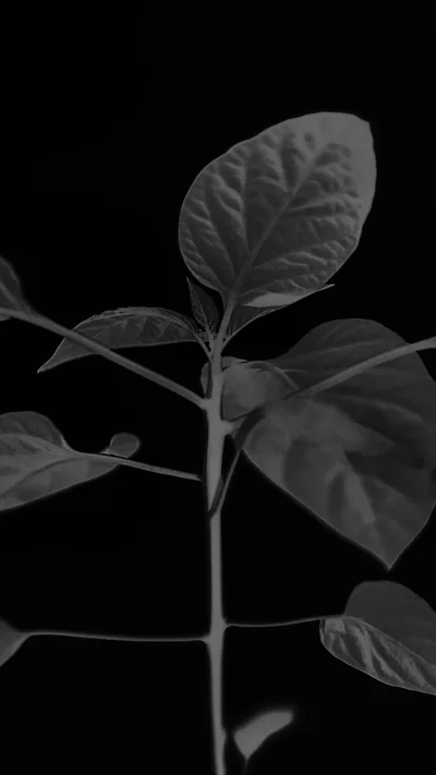Flower Leaf Simple Minimal Nature Bw Dark iPhone 6 Wallpaper
