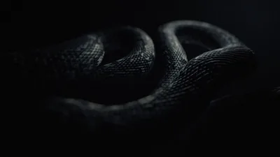 Black Snake Hd Wallpaper