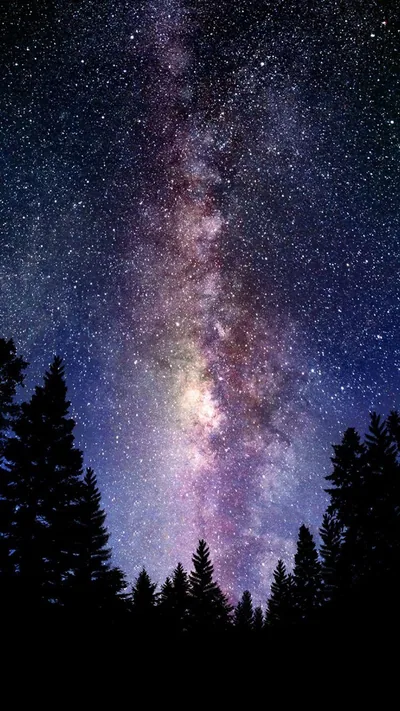 Pine Forest Under the Night Sky HD Phone Wallpaper