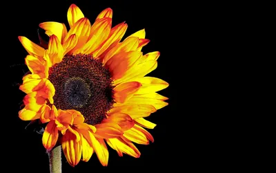 Red and Yellow Sunflower on the Left HD Wallpaper