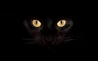 Cat Eyes Floating in Pure Black HD Wallpaper