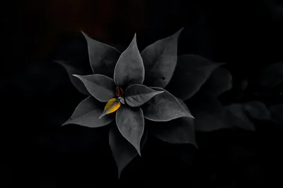 Dark Floral Desktop Wallpapers Dark Floral Desktop