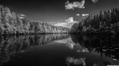 Forest Reflected in Still Water HD Wallpaper