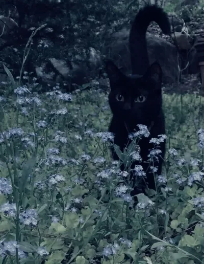 Black aesthetic