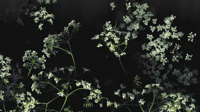 Small White Flowers Scattered on Black HD Wallpaper