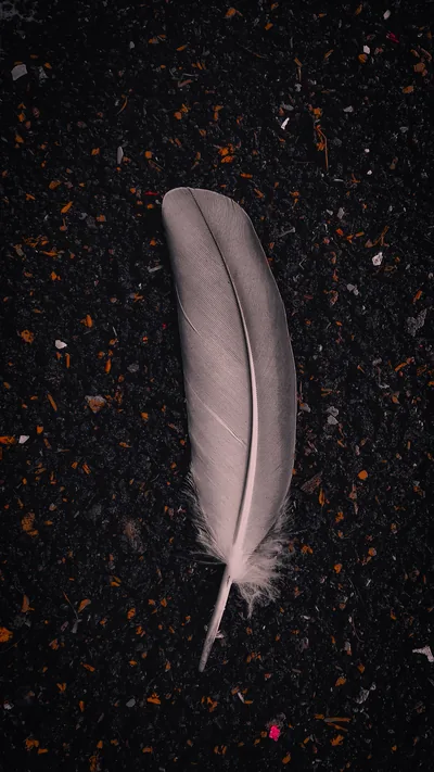 Dark Feather Photos, The BEST Free Dark Feather Stock Photos & HD Images