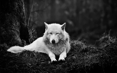 Cool Black And White Wolf Wallpapers