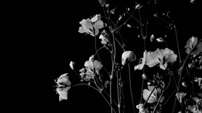wallpaper flowers, branches, black and white, black widescreen