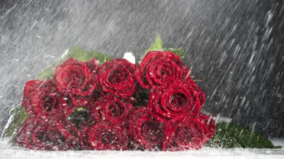Wallpaper Rose Love Flowers, Rose, Flower, Flower Bouquet, Black Rose, Background Dow