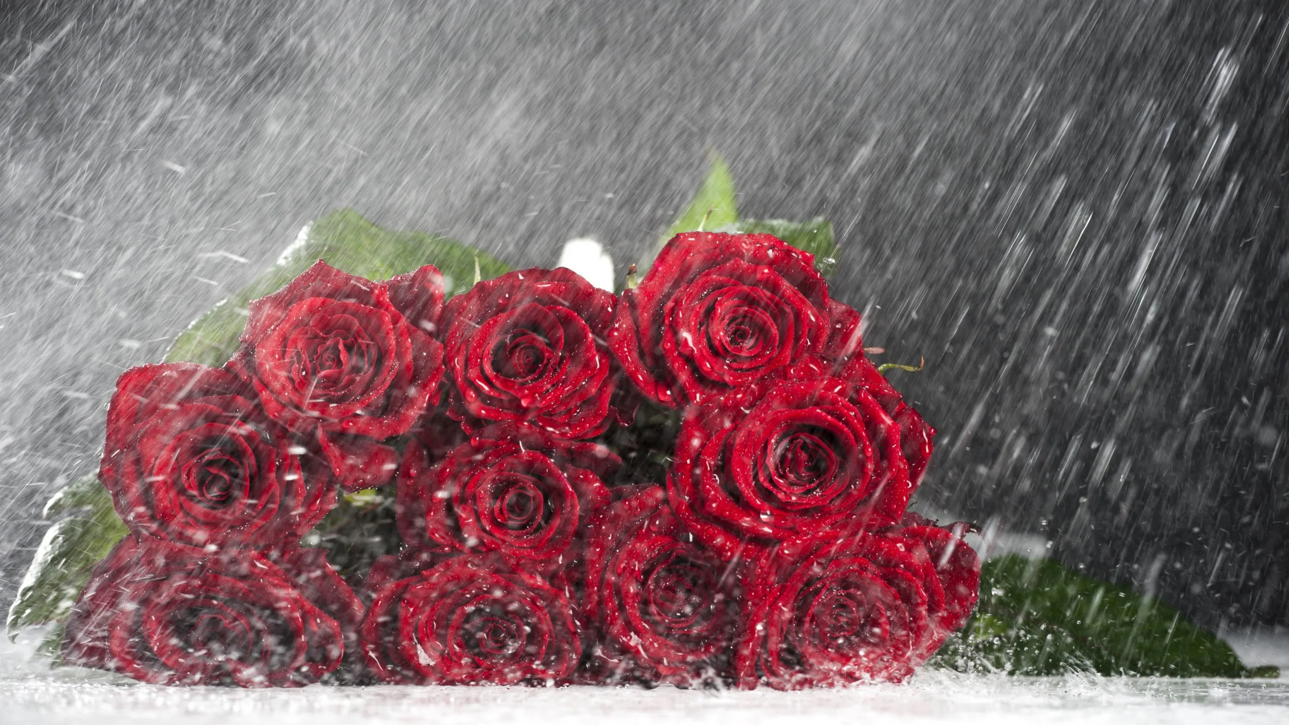 Wallpaper Rose Love Flowers, Rose, Flower, Flower Bouquet, Black Rose, Background Dow