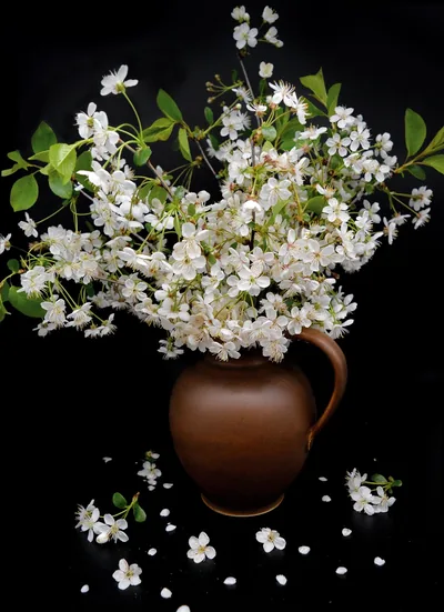 Free Flower Black Background & Nature Images