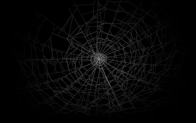 Spider Web Against Pure Black HD Wallpaper