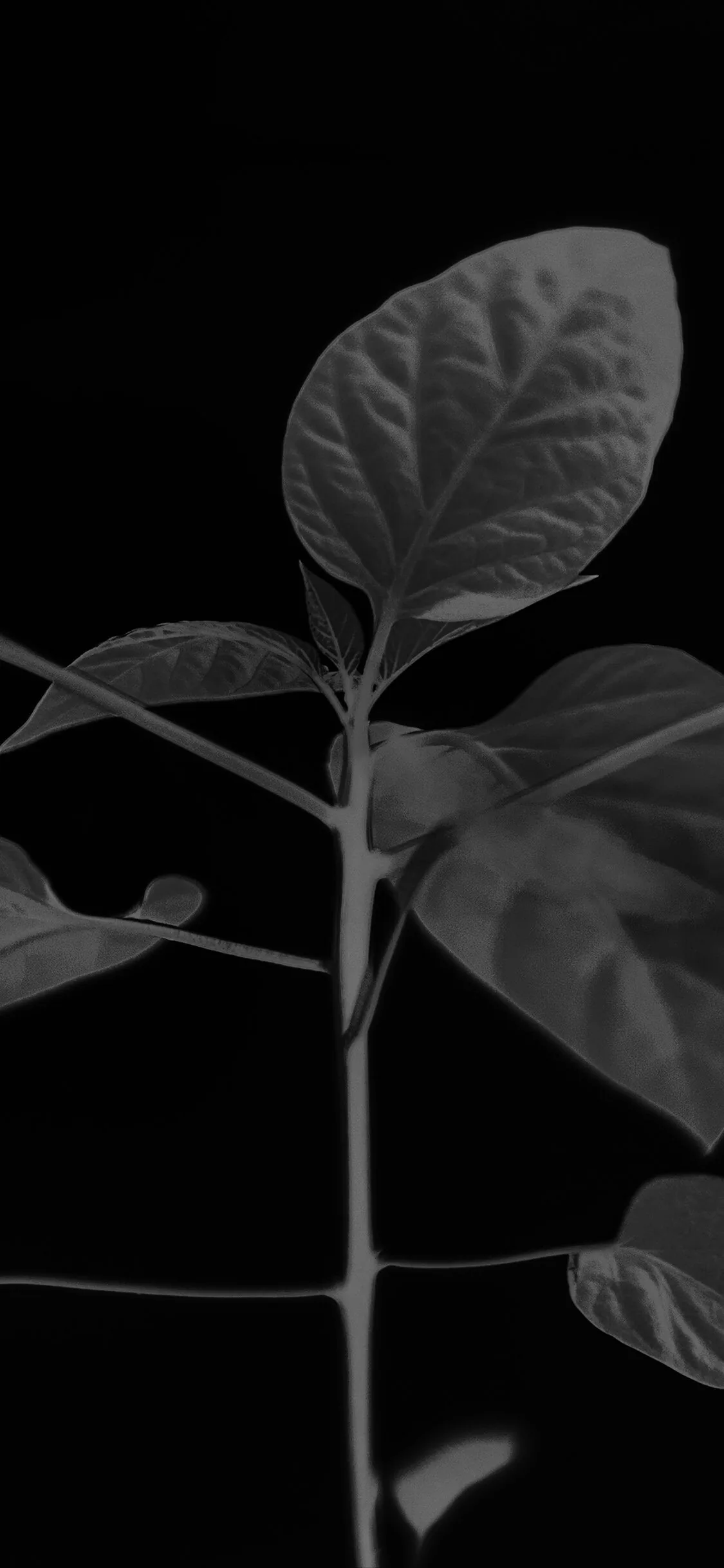Flower Leaf Simple Minimal Nature Bw Dark iPhone Wallpaper