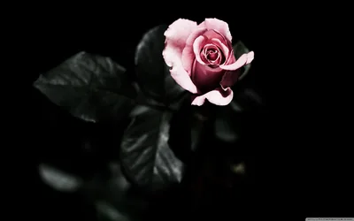 Black Roses Wallpaper images