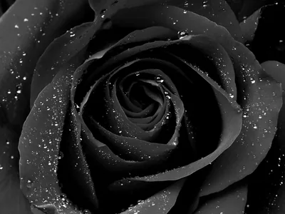 Dark Rose Covered in Dew HD Wallpaper