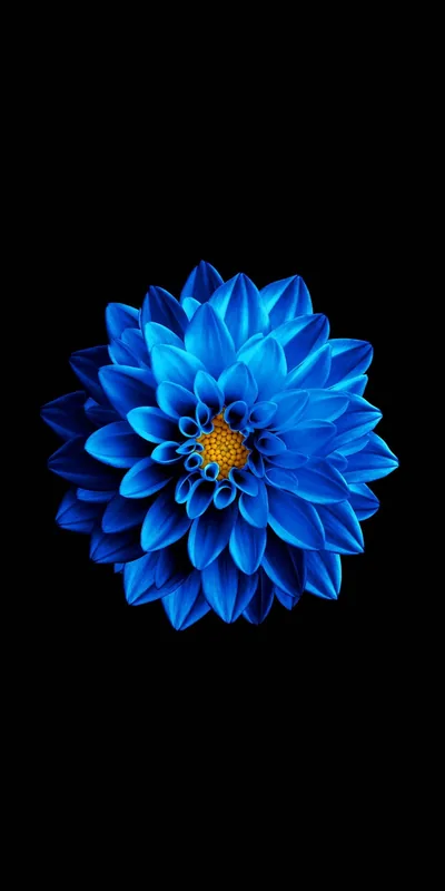 Electric Blue Dahlia on Black HD Phone Wallpaper