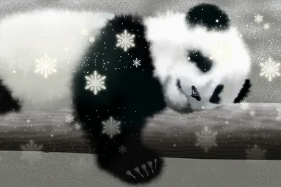 Serene Panda A Cozy HD Wallpaper for Animal Lovers