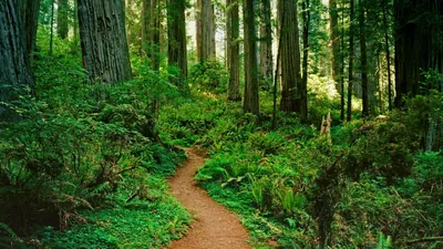 Fern-Lined Path Through Tall Redwoods HD Wallpaper