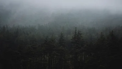 Fog Rolling Over Dark Treetops HD Wallpaper