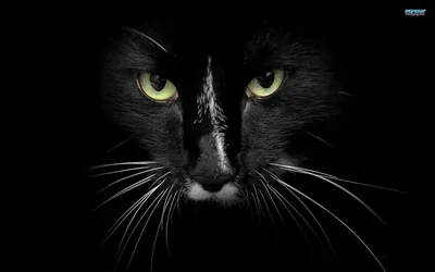 Black Cat Face with Green Eyes HD Wallpaper