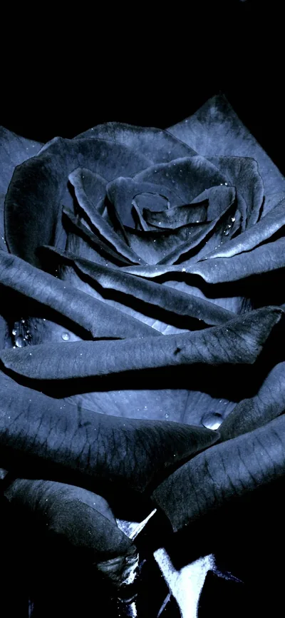 Flower Iphone Wallpapers